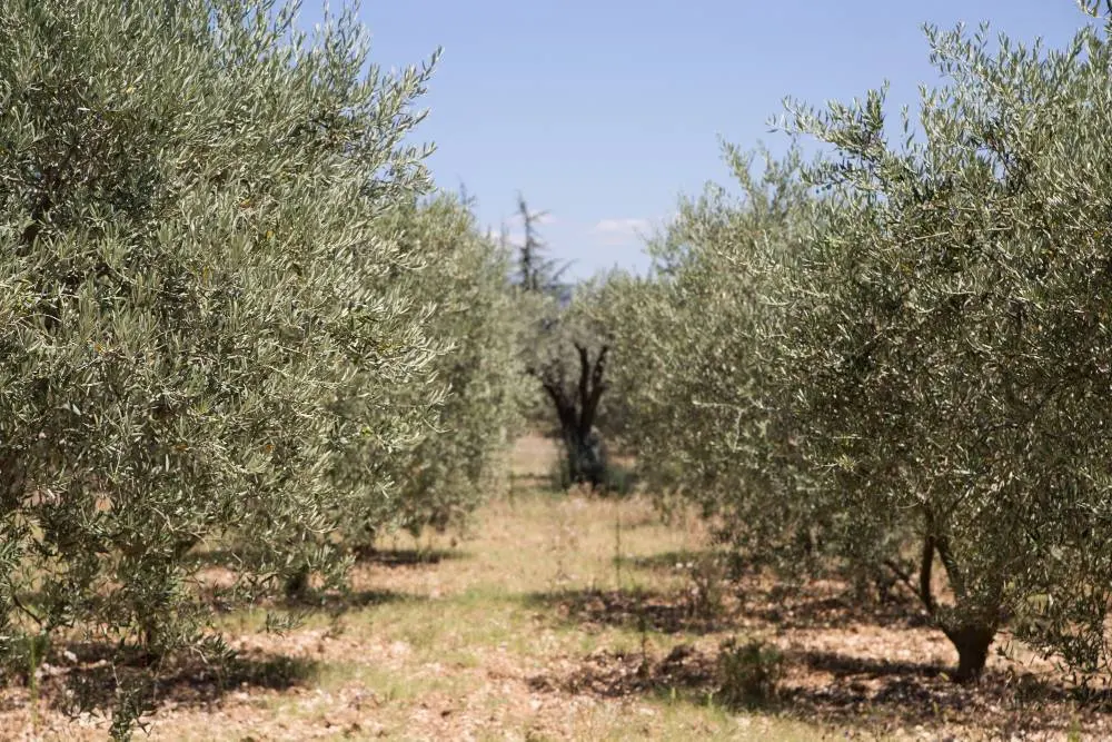 Aparcería de Fincas