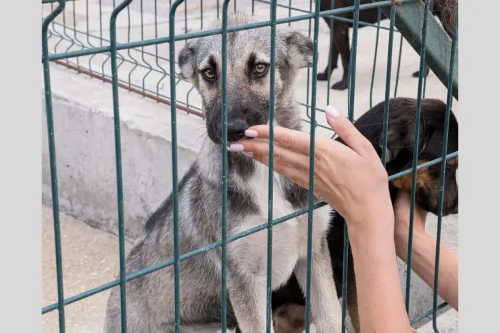 Maltrato Animal