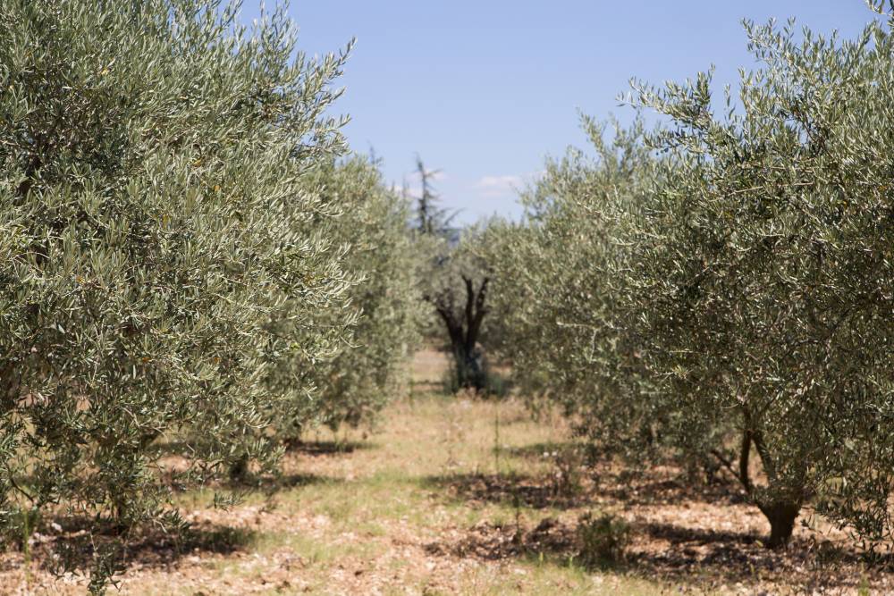 Aparcería de Fincas